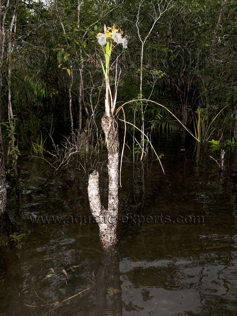 Galeandra sp.